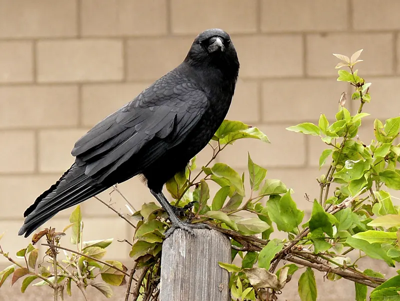 An American crow