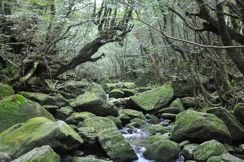 Old cedar forest on Yakushima island, Japan