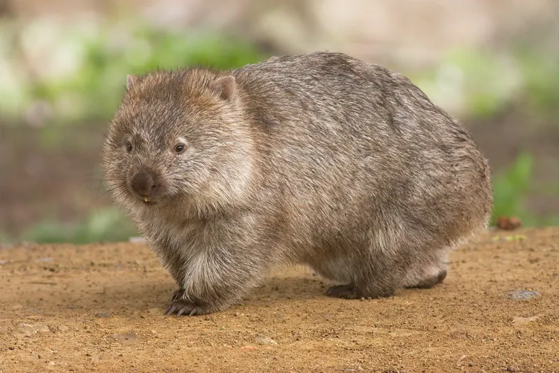 A common wombat on Maria Island, Tasmania