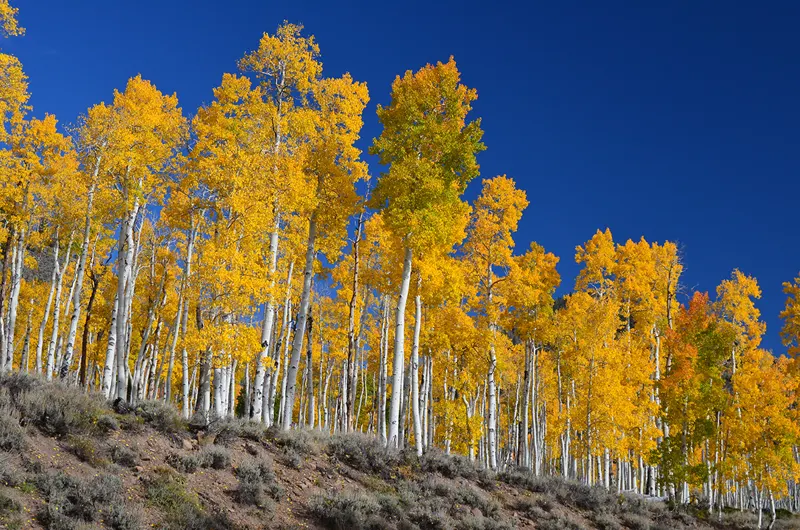 Pando, the aspen clone in Utah, with its leaves turned yellow in autumn