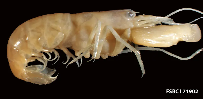 A snapping (pistol) shrimp with its one oversized claw