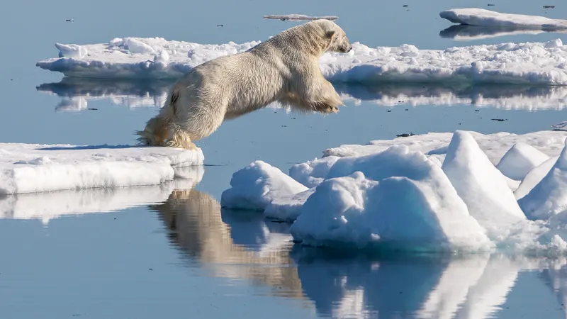 A polar bear on drifting sea ice north of Svalbard