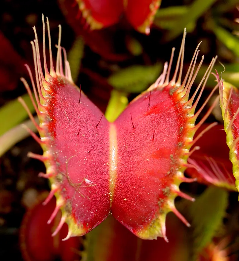 A Venus flytrap with the trigger hairs on the inside of its open trap visible