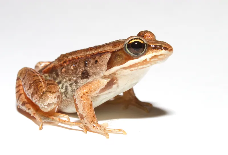 A wood frog (Lithobates sylvaticus), brown with a dark mask across the eye