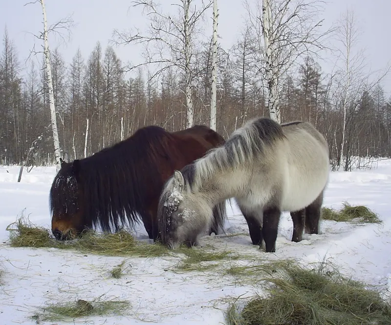Yakutian horses standing in snow in the Vilyuysky district of Yakutia