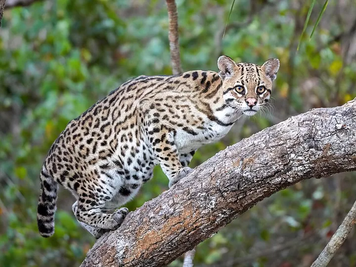 Ocelot (Leopardus pardalis) in Mato Grosso, Brazil